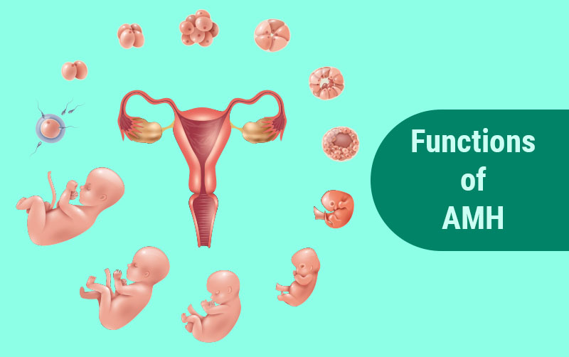 AMH Anti-Mullerian Hormone Testing and Ovarian Reserve Functions